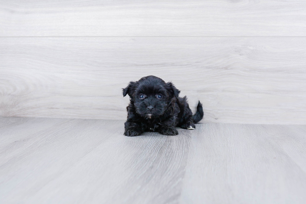 Morkie Puppy for Adoption