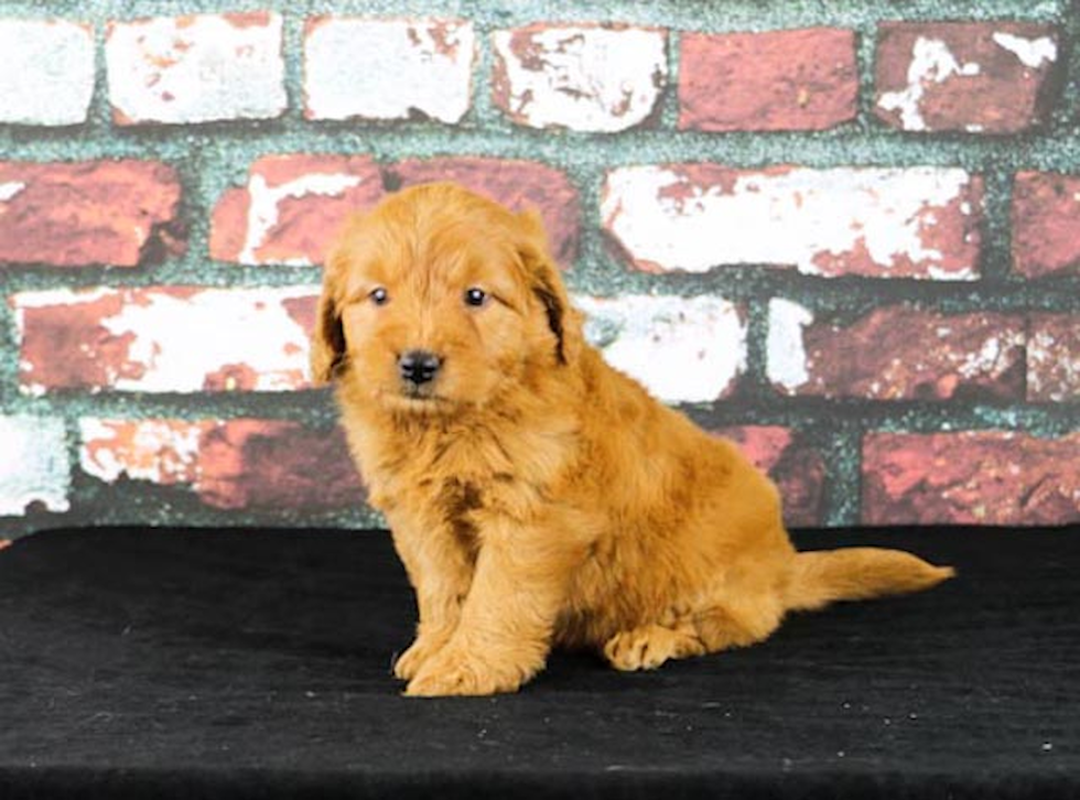 Petite Mini Goldendoodle Poodle Mix Pup