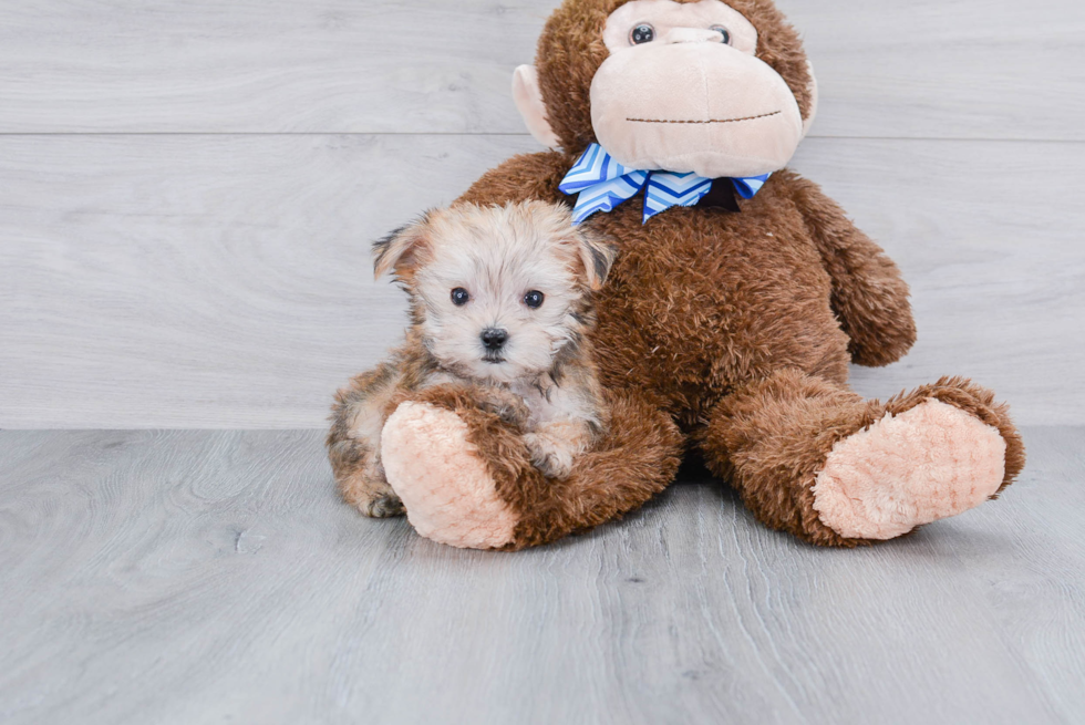 Happy Morkie Baby