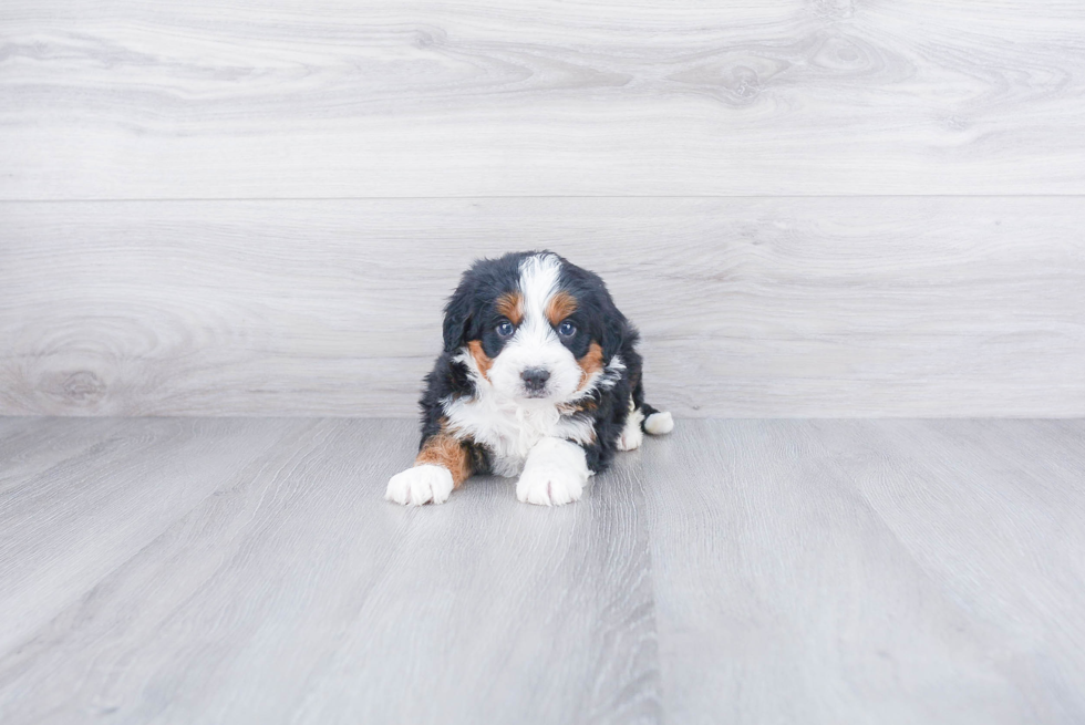 Mini Bernedoodle Pup Being Cute