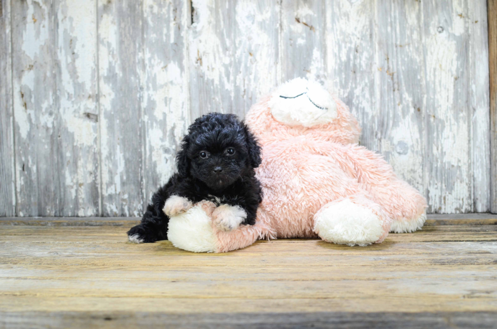 Playful Shichon Designer Puppy