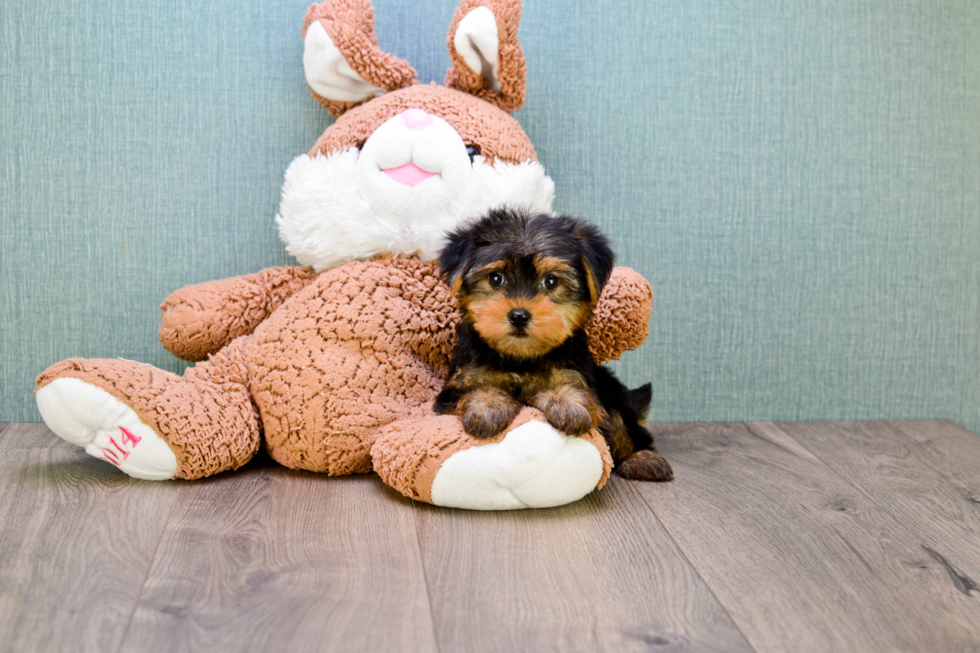 Meet Bella - our Yorkshire Terrier Puppy Photo 