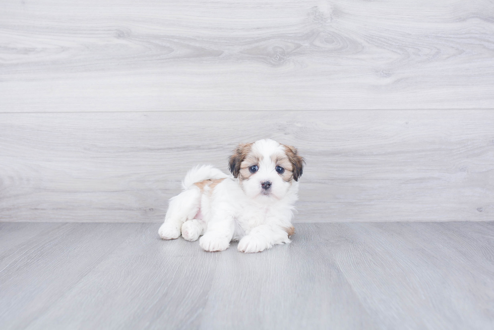 Little Shi Chon Designer Puppy