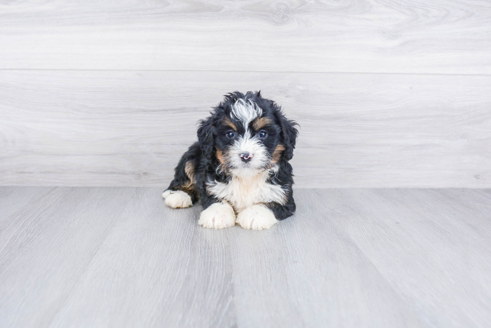 Sweet Mini Bernedoodle Baby
