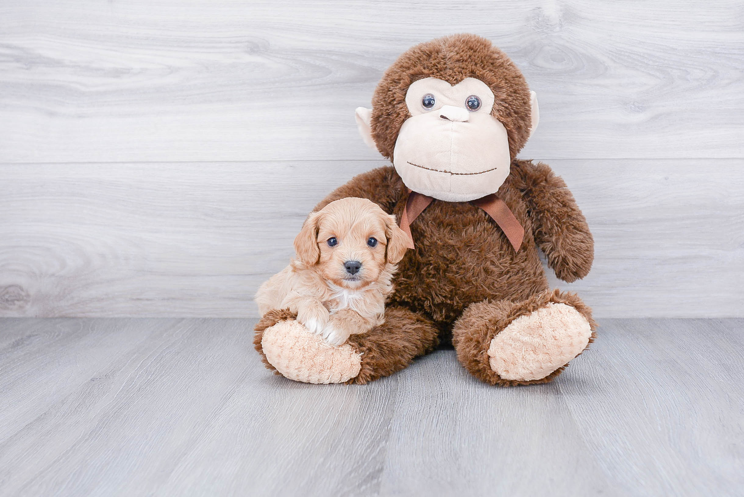 Cavapoo Puppy for Adoption
