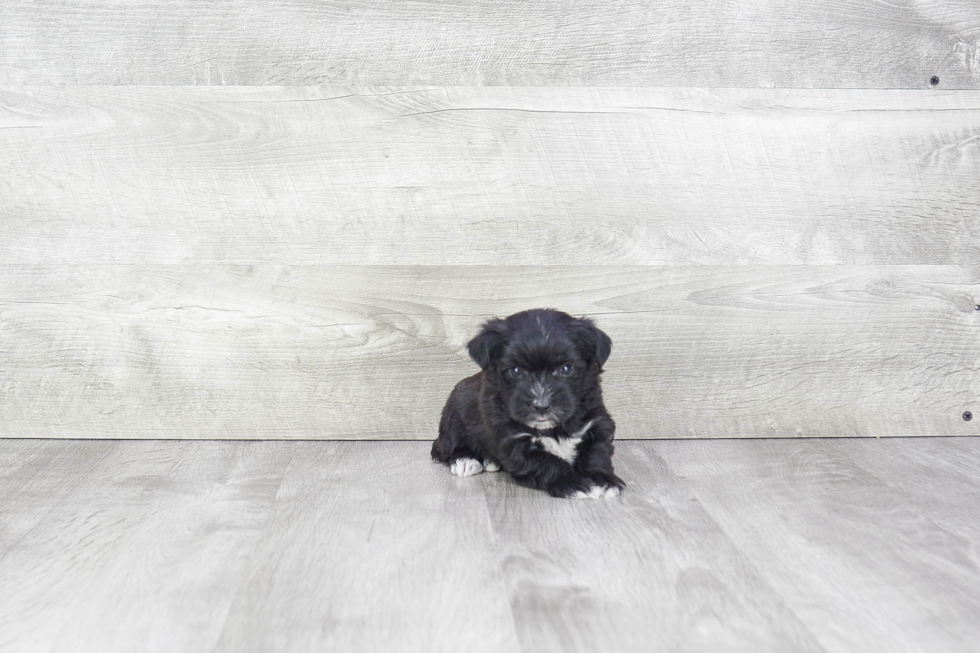 Morkie Pup Being Cute