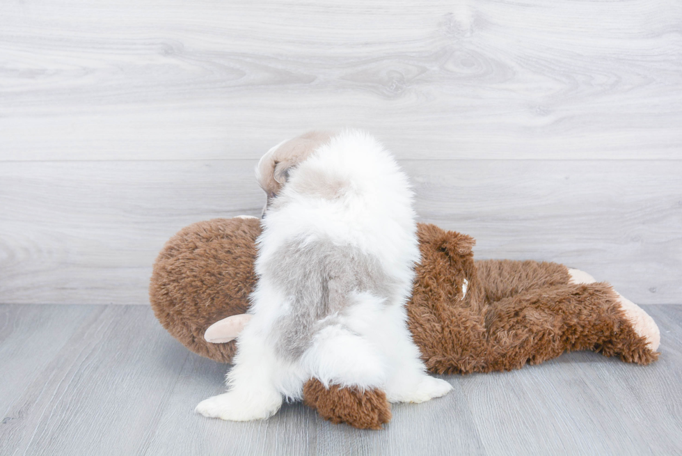 Popular Pomeranian Baby