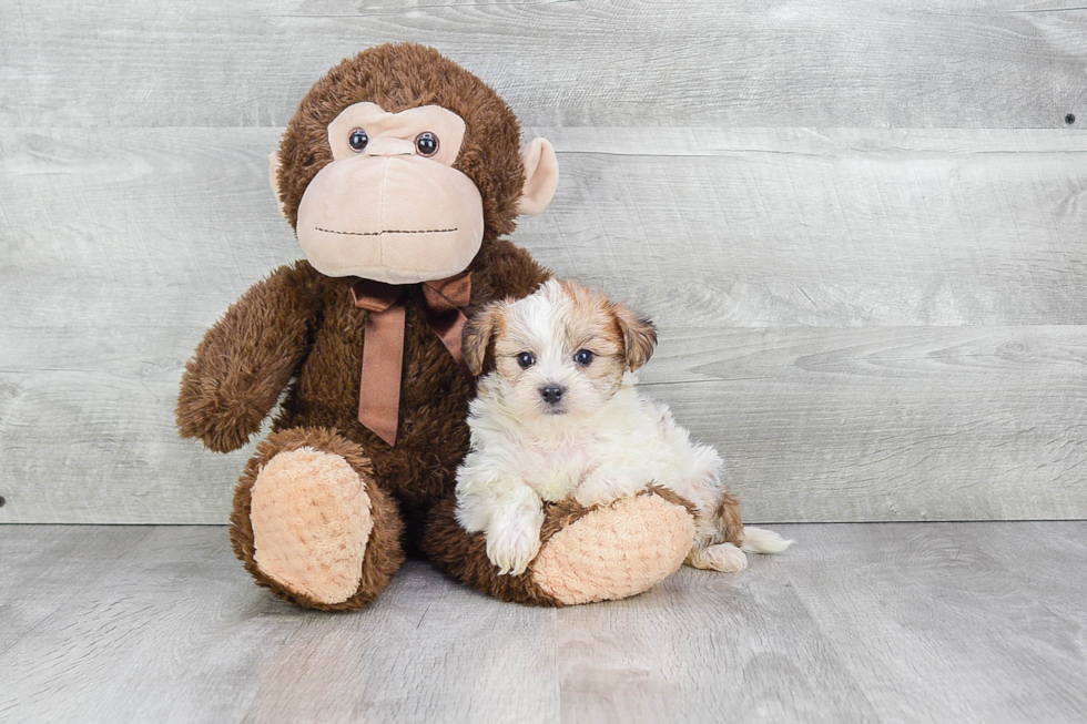 Morkie Pup Being Cute