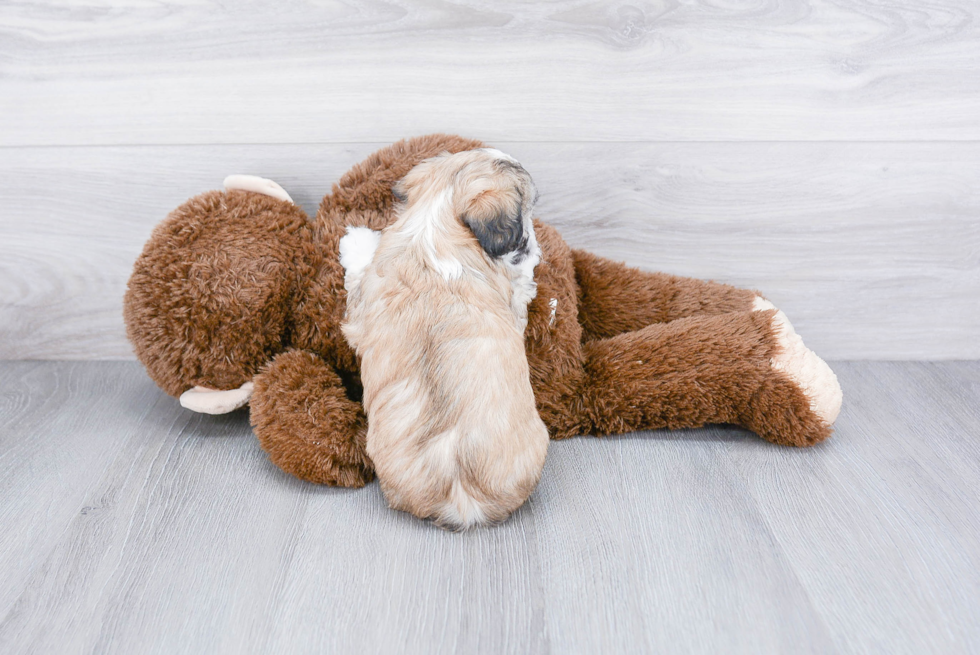 Teddy Bear Puppy for Adoption