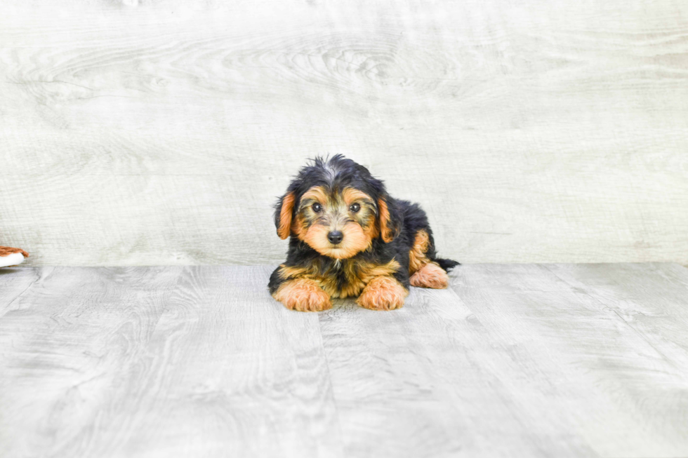 Yorkie Poo Puppy for Adoption