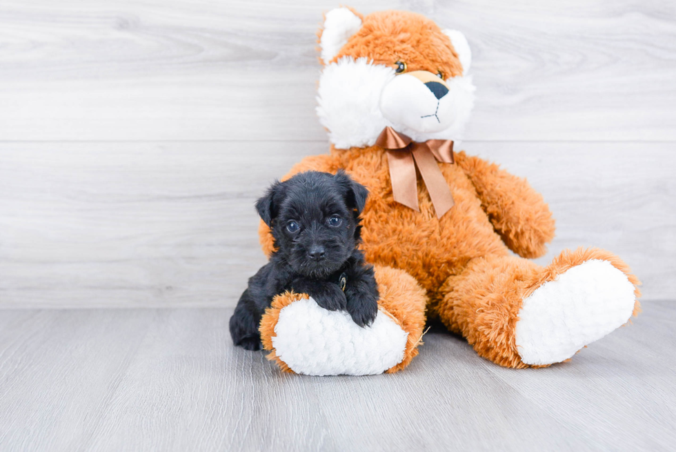 Funny Morkie Designer Pup