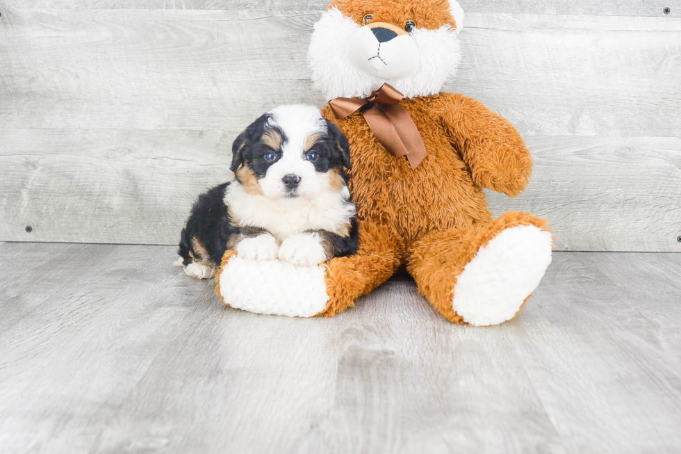 Hypoallergenic Mini Berniedoodle Poodle Mix Puppy
