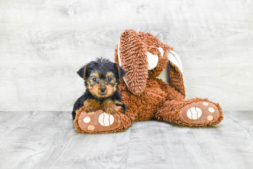 Meet Izzie - our Yorkshire Terrier Puppy Photo 
