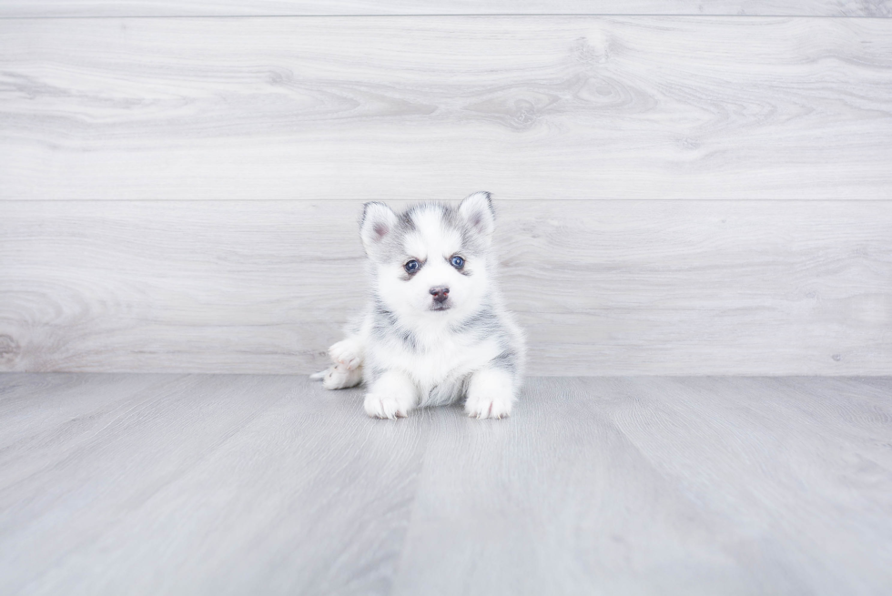 Energetic Mini Husky Designer Puppy