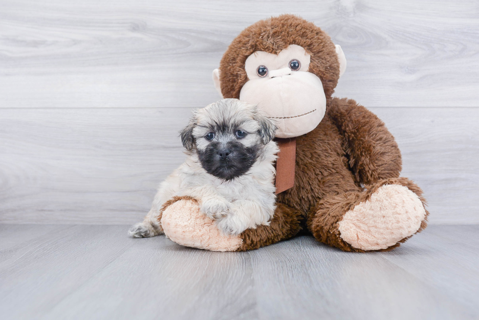 Teddy Bear Pup Being Cute