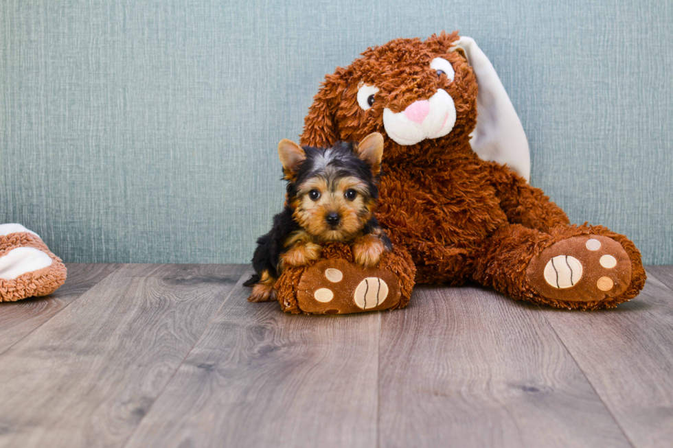 Meet Rascal - our Yorkshire Terrier Puppy Photo 
