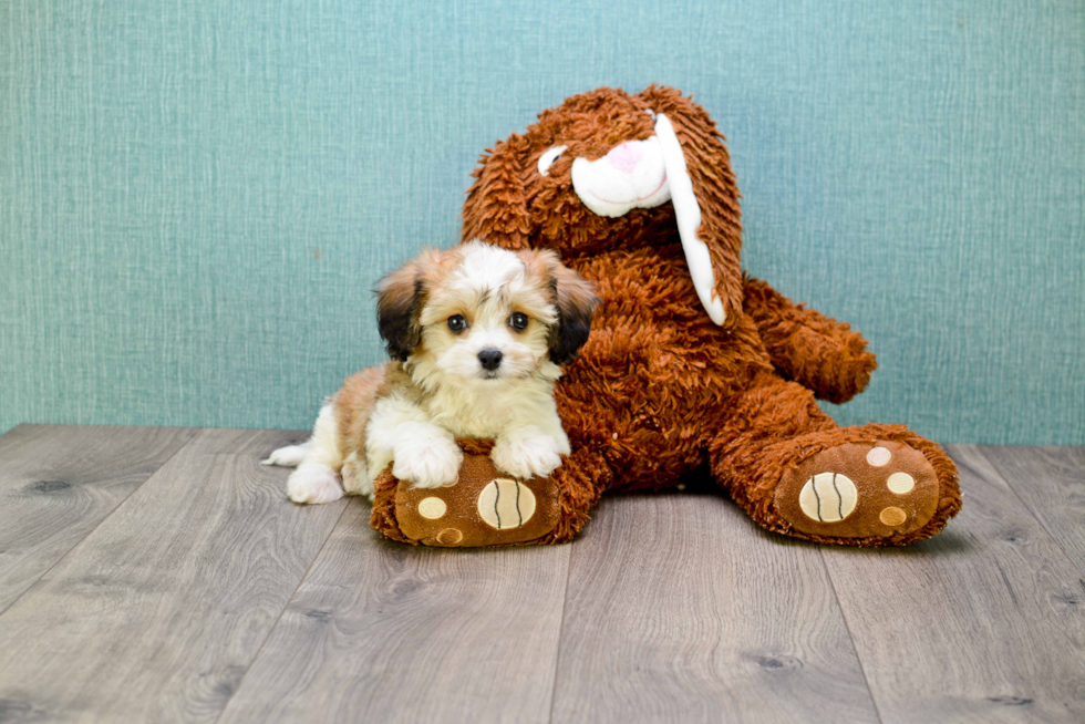 Adorable Cavalier Designer Puppy