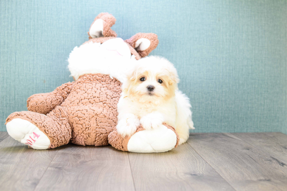 Maltipoo Pup Being Cute