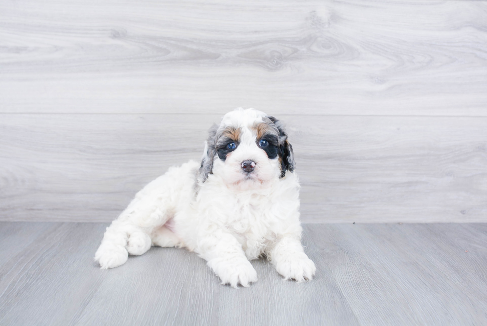 Mini Bernedoodle Puppy for Adoption