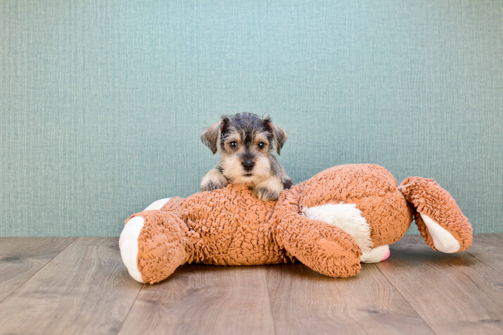 Best Mini Schnauzer Baby