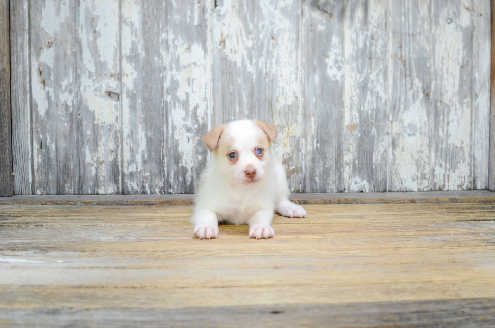 Pomsky Puppy for Adoption