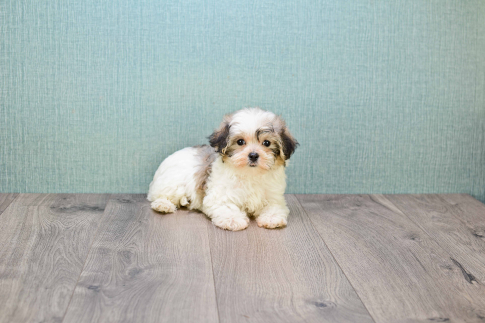 Maltipoo Pup Being Cute