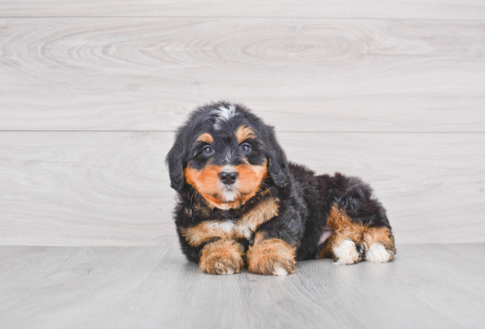 Friendly Mini Bernedoodle Baby