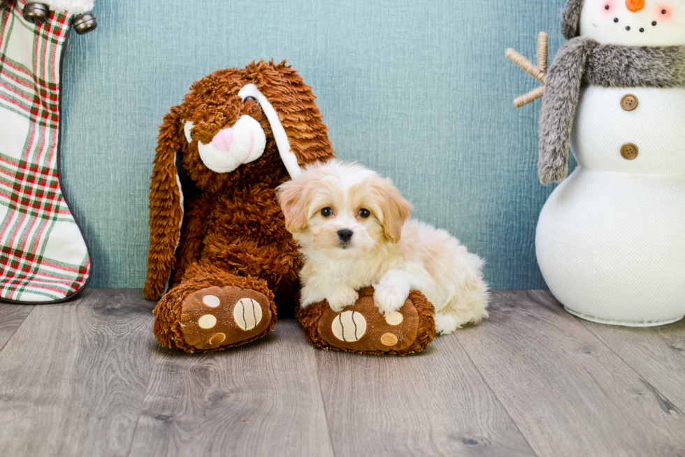 Cavachon Pup Being Cute