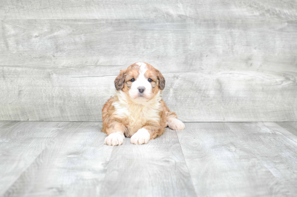 Popular Mini Bernedoodle Poodle Mix Pup