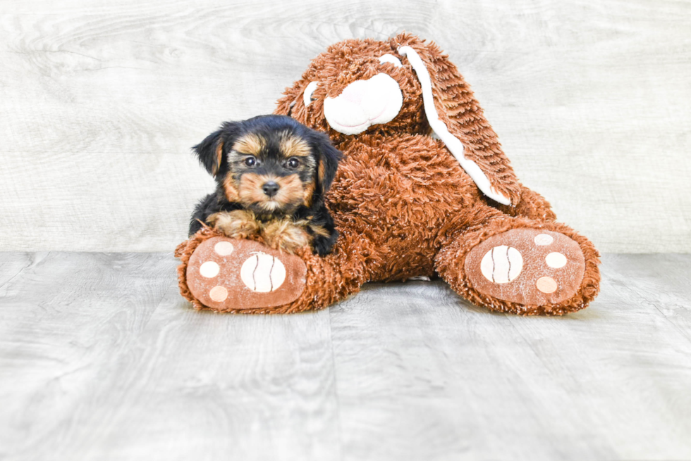 Meet Beyonce - our Yorkshire Terrier Puppy Photo 