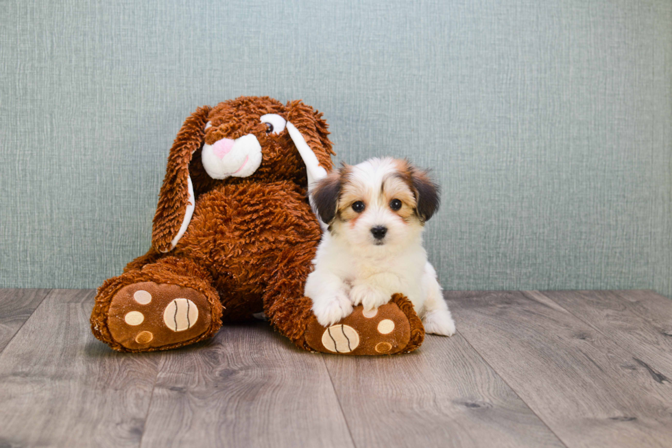 Morkie Puppy for Adoption