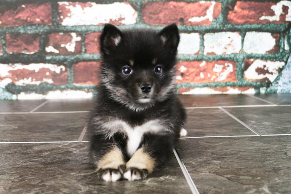 Pomsky Pup Being Cute