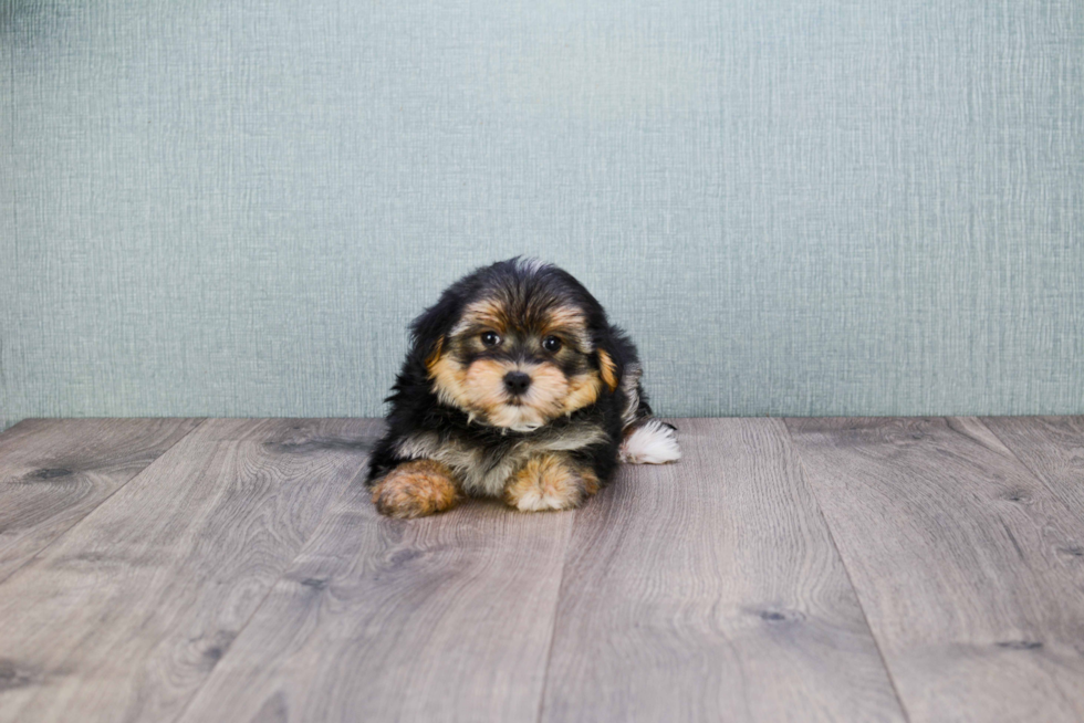 Energetic Yorkie Designer Puppy