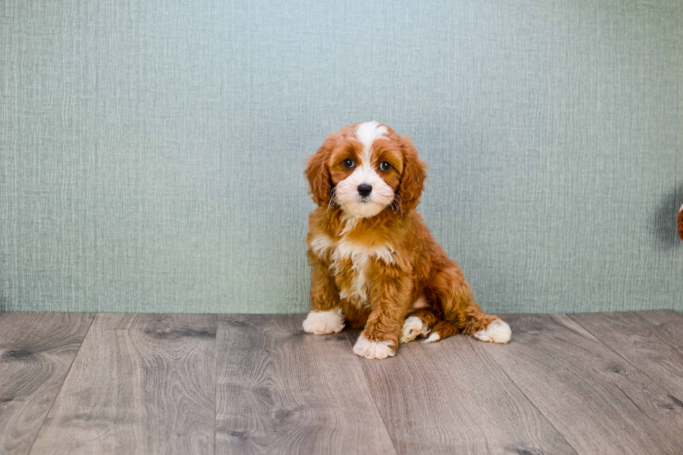 Cavapoo Puppy for Adoption