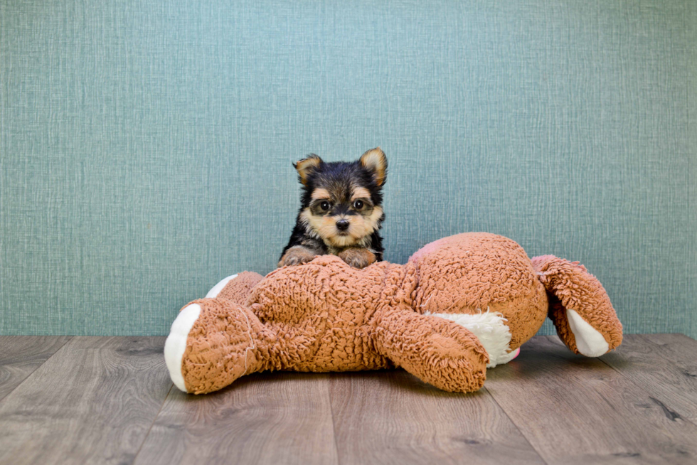 Sweet Morkie Baby