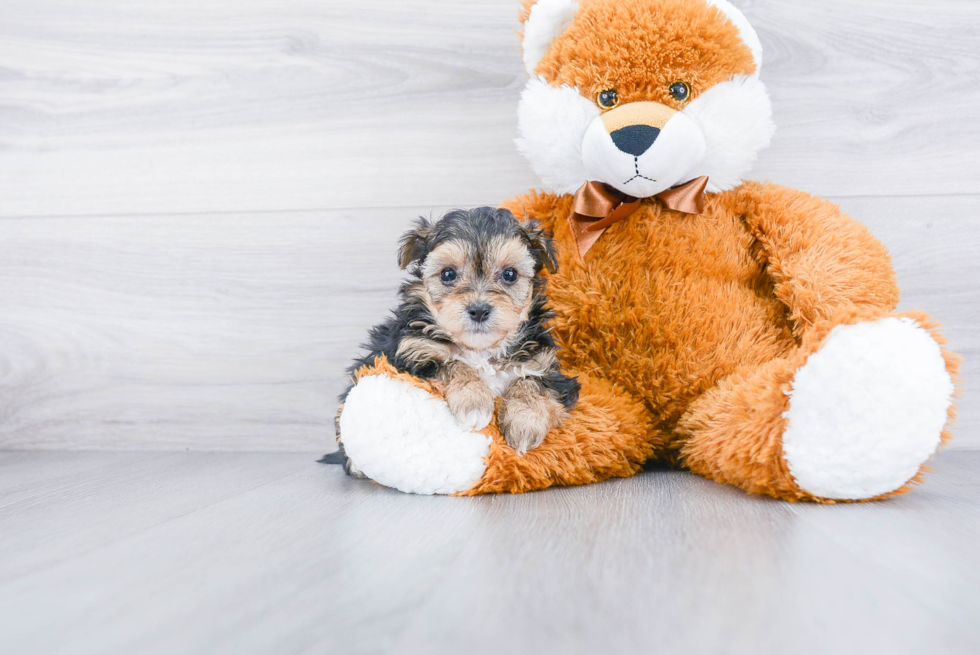 Best Yorkie Chon Baby