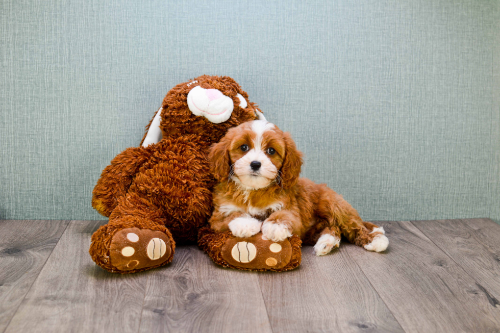 Happy Cavapoo Baby