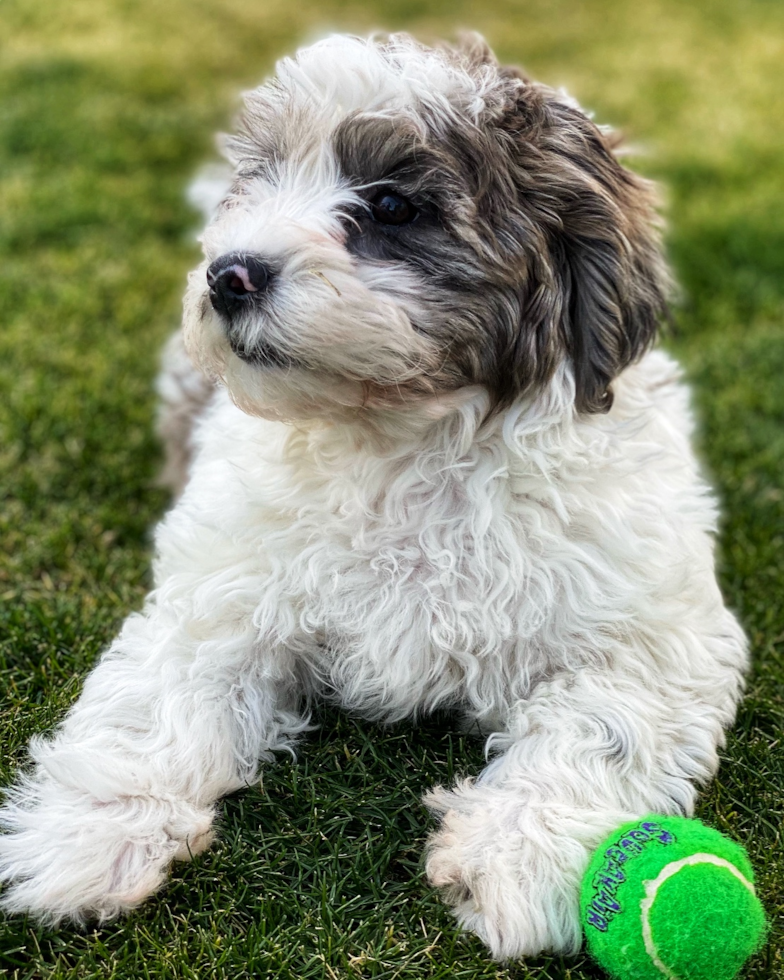 Cute Shih Poo Poodle Mix Pup