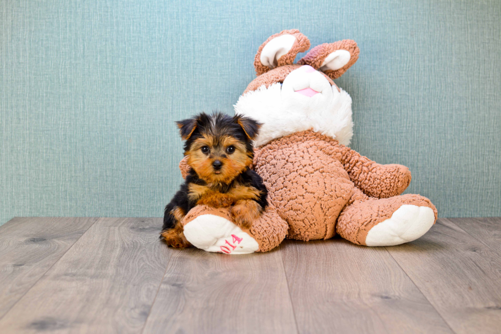 Meet Bella - our Yorkshire Terrier Puppy Photo 