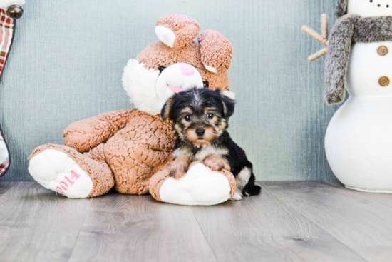 Cute Morkie Baby