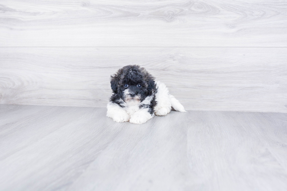 Energetic Havanese Purebred Puppy