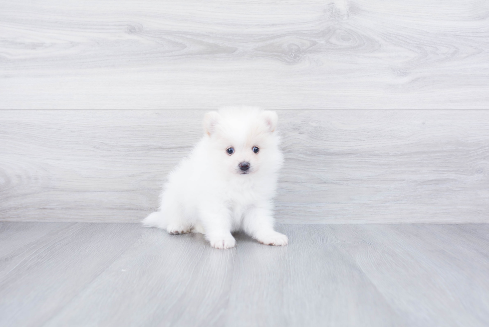 Pomeranian Puppy for Adoption