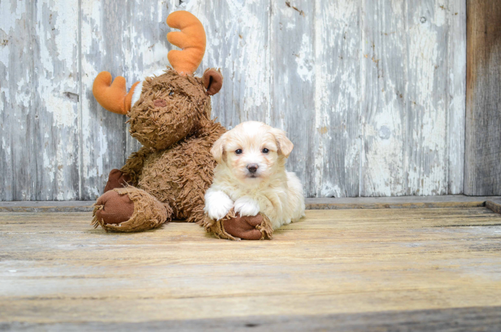 Cute Maltipoo Baby