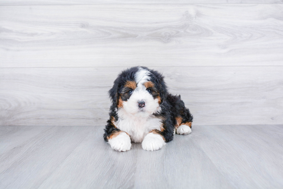Mini Bernedoodle Puppy for Adoption