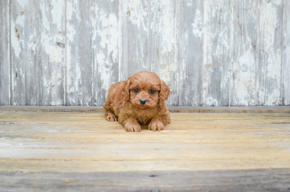 Happy Cavapoo Baby