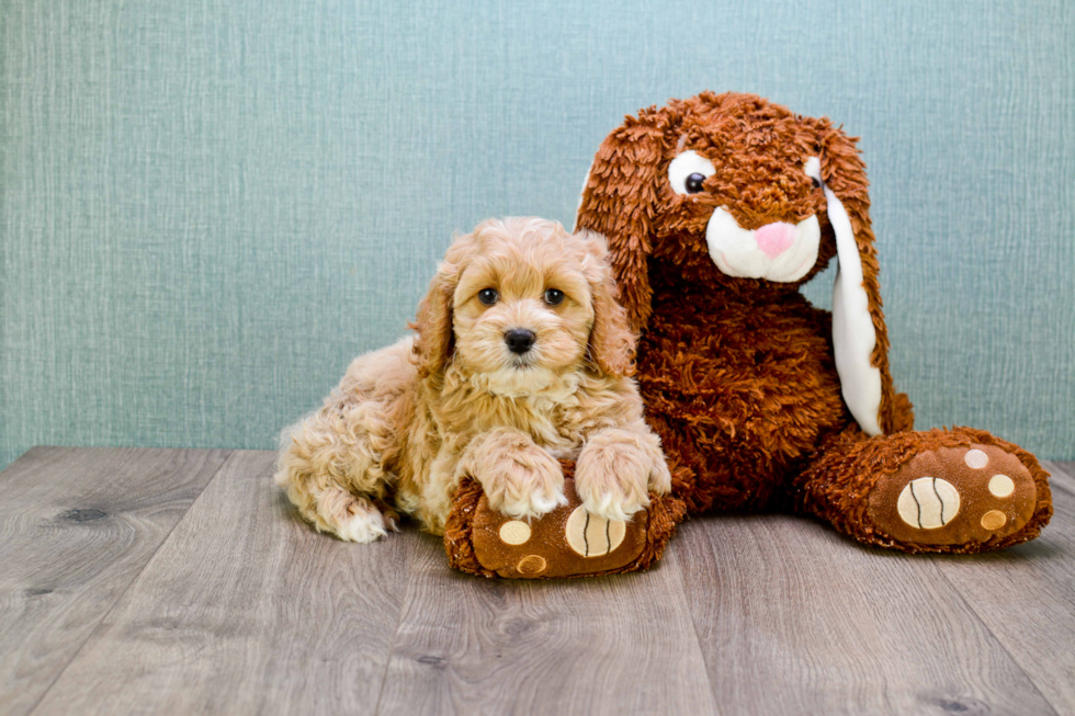 Mini Goldendoodle Pup Being Cute