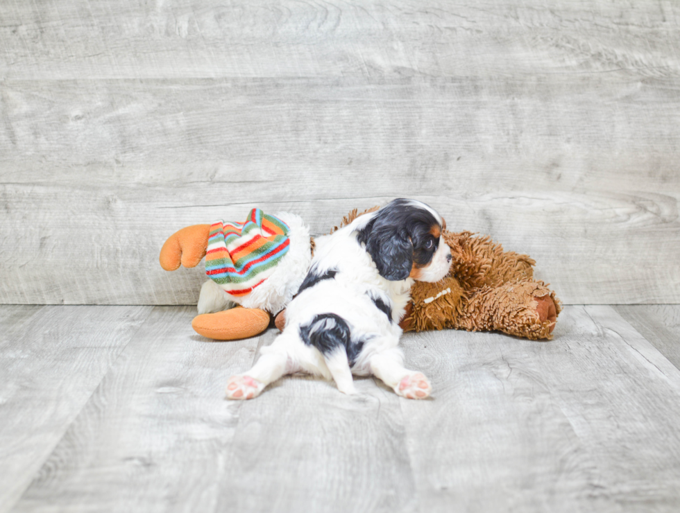 Cavalier King Charles Spaniel Pup Being Cute