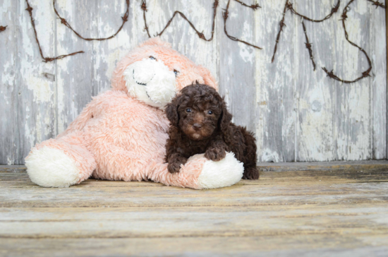 Popular Poodle Purebred Pup