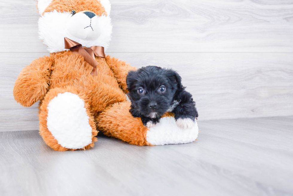 Morkie Pup Being Cute