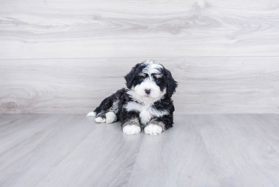Hypoallergenic Bernadoodle Poodle Mix Puppy